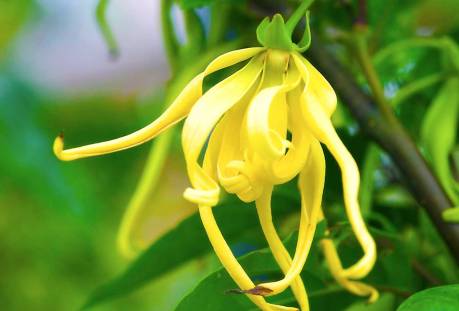 Flor ylang ylang